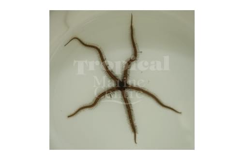 Ophiomastix Purpurea