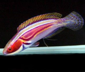 Cirrhilabrus laboutei