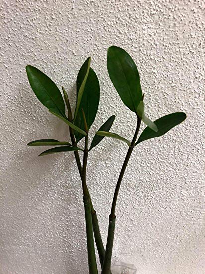 Red Mangrove plant