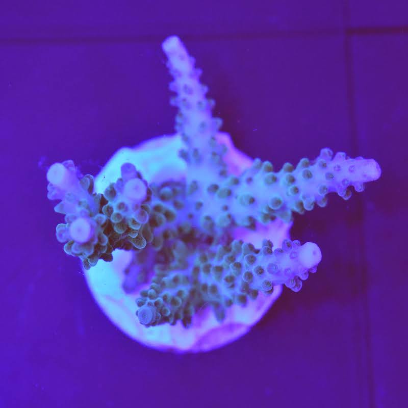 Acropora Formosa, a