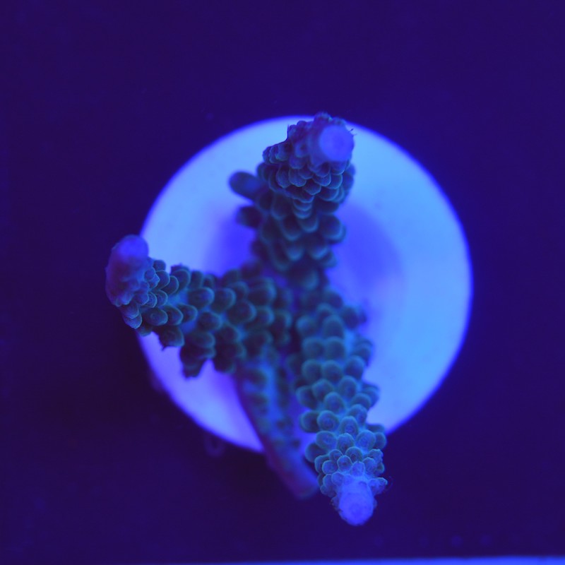Acropora formosa, a