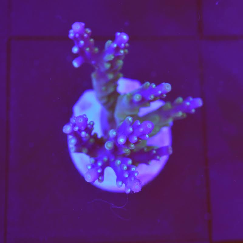 Acropora Valida, b