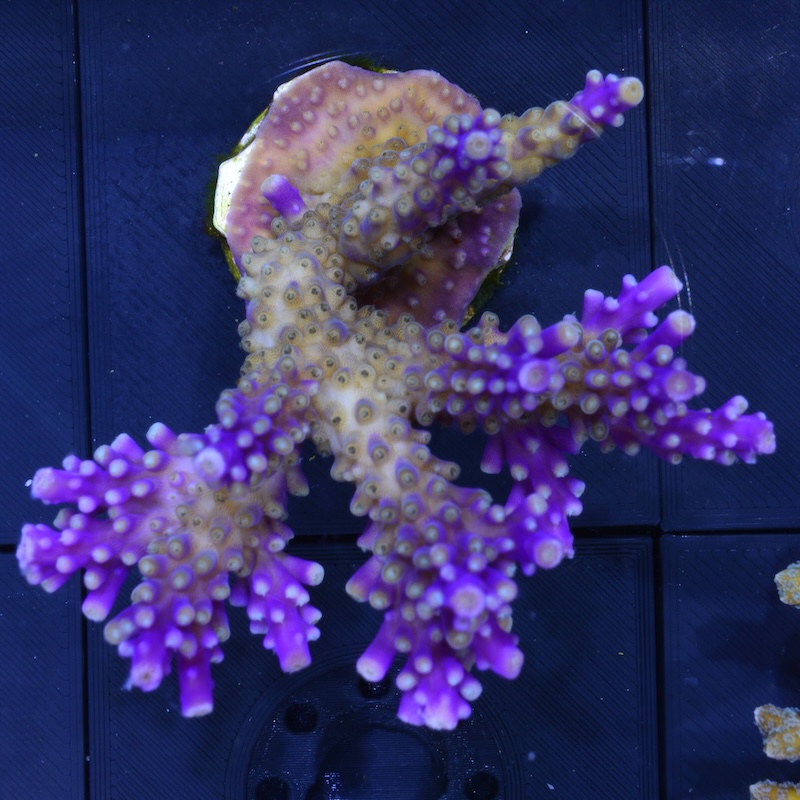 Acropora Valida Large