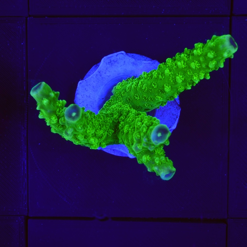 Acropora aspera, c