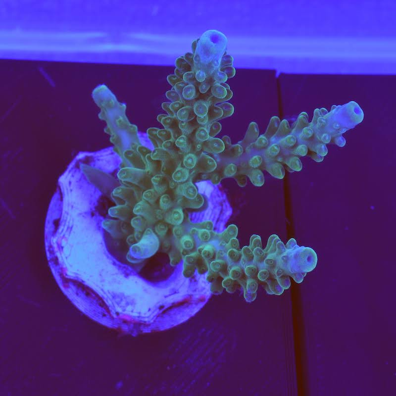 Acropora Cerealis, b