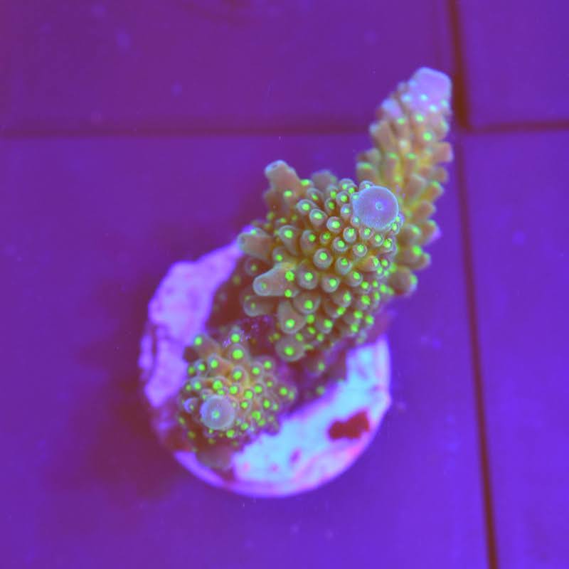 Acropora Gemmifera