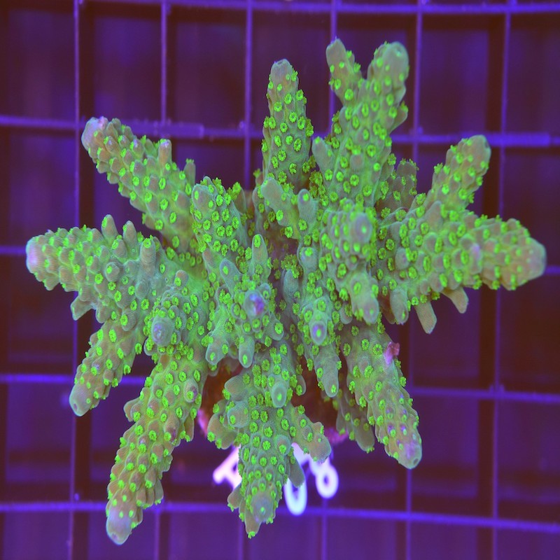 Acropora gemmifera, a