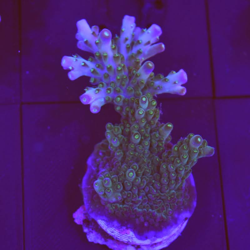 Acropora efflorecens, b