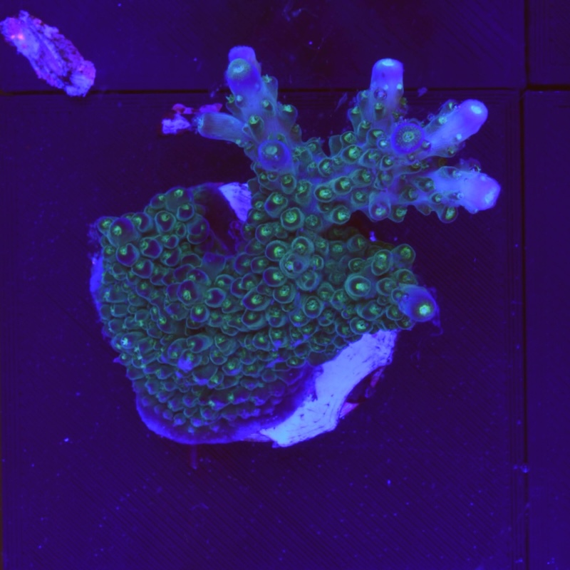 Acropora efllorecens