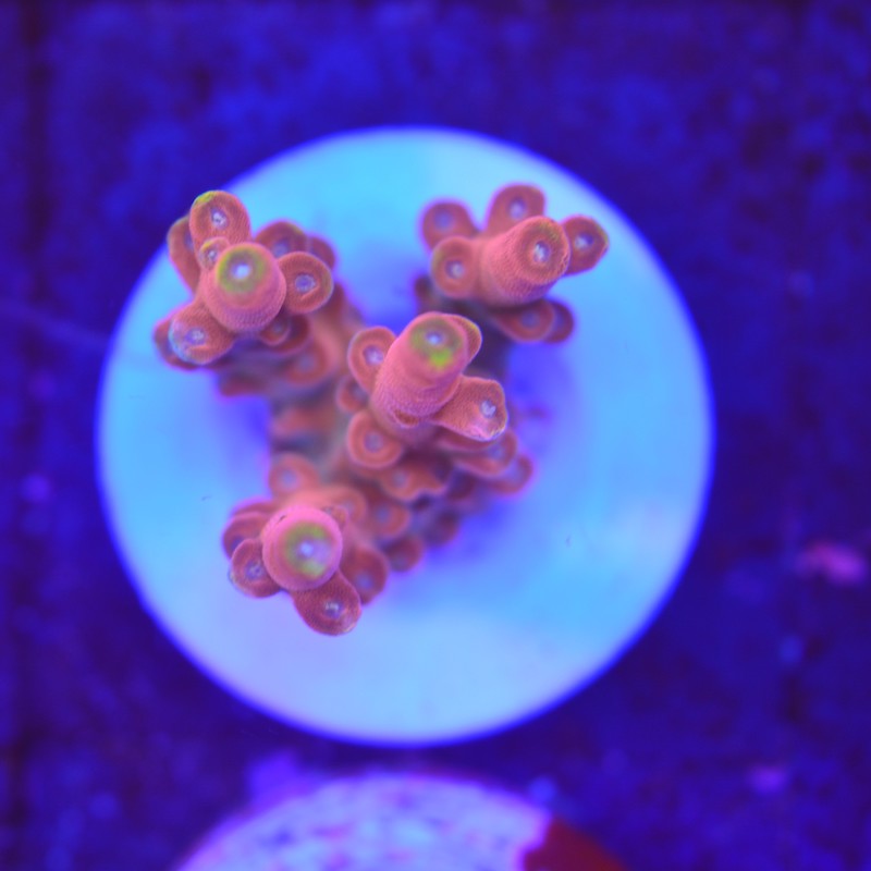Acropora matchstick, b