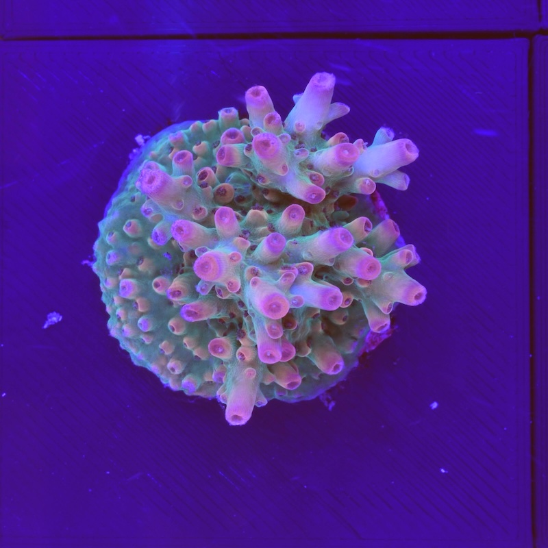 Acropora strawberry shortcake pink