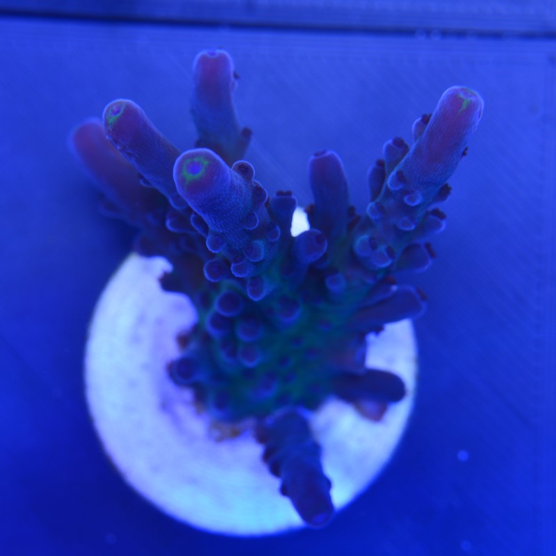 Acropora Tortuosa oregon tort, a