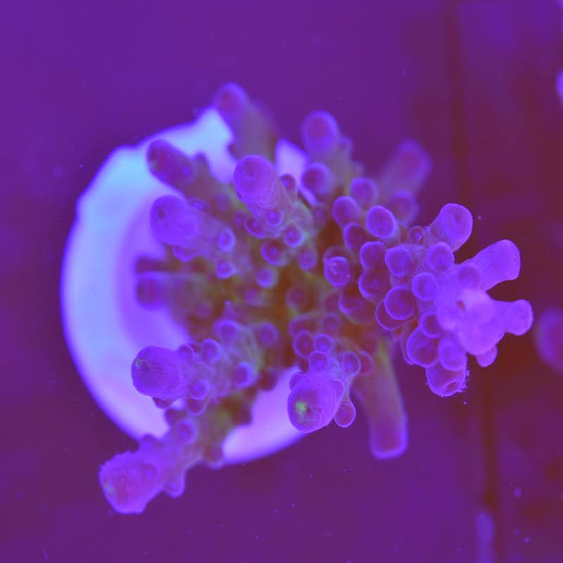 Acropora tourtosa oregeon tourt, a