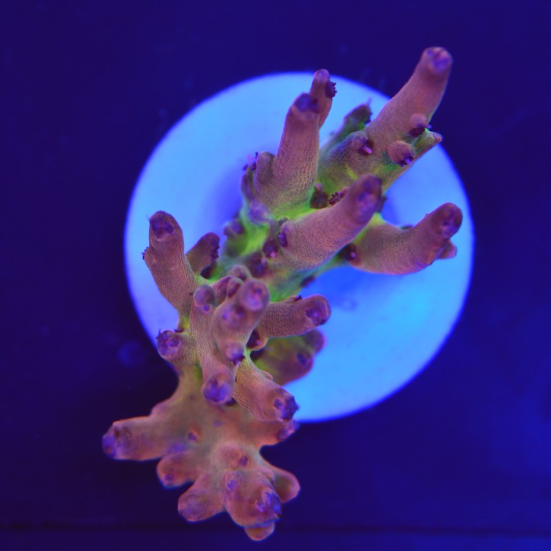 Acropora Microclados SSC, b