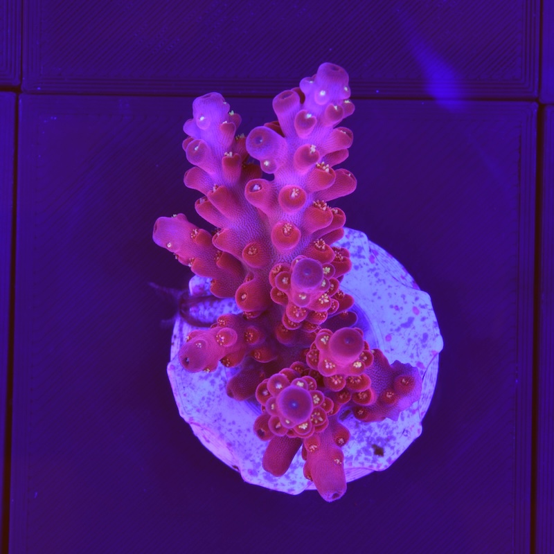 Acropora red diamond, f