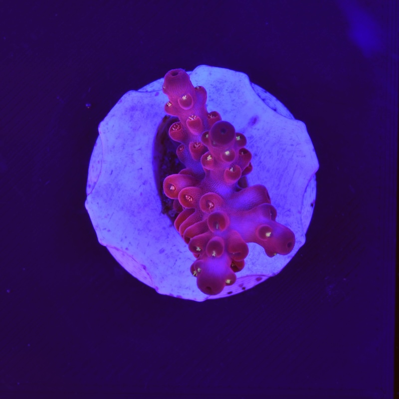 Acropora red diamond, g