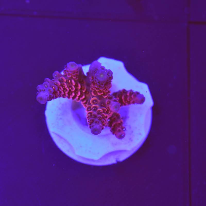 Acropora millepora, pink Blue tips, b