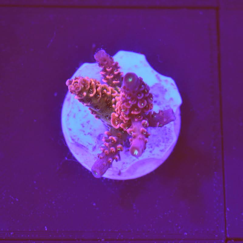 Acropora millepora rainbow, b