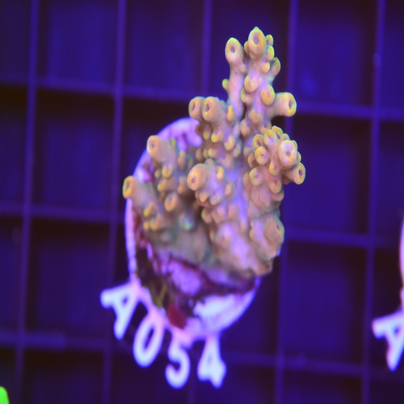 Acropora cytherea "Bali shorcake"