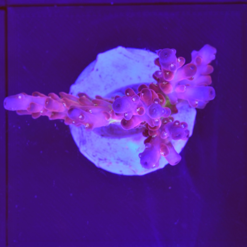 Acropora fireworks, C