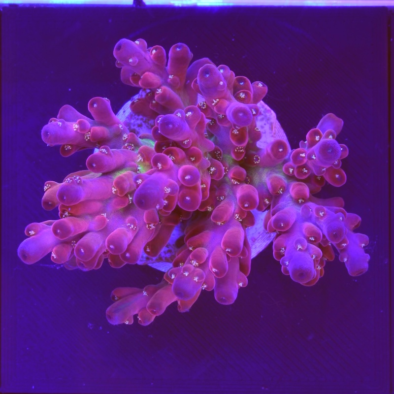 Acropora fireworks, large