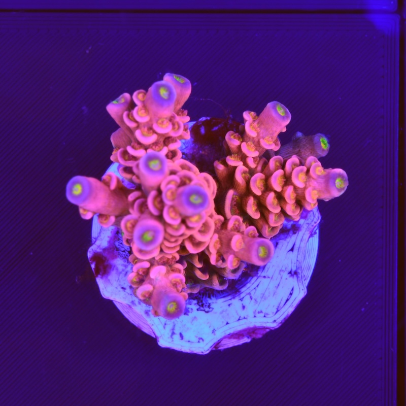 Acropora tenius cherry bomb