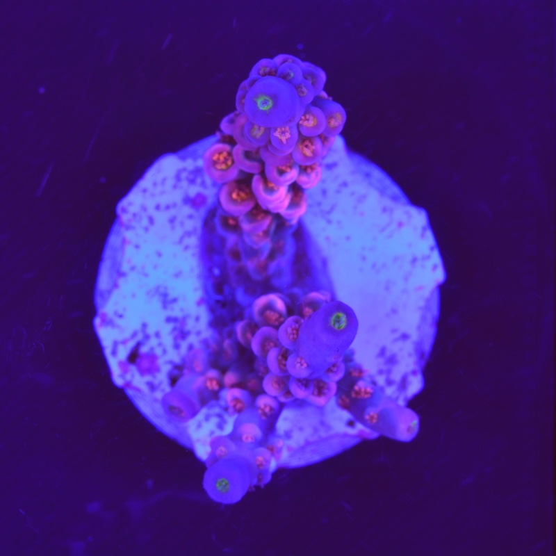 Acropora tenius walt disney, c