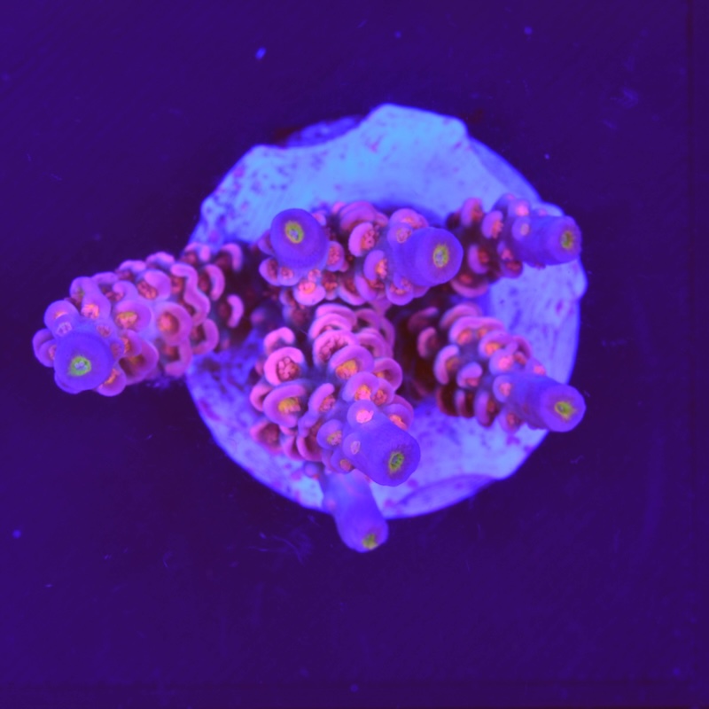 Acropora Tenuis Walt disney, D