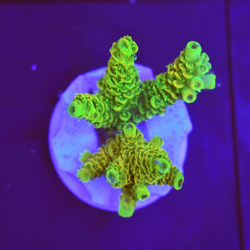 Acropora Prostata, a