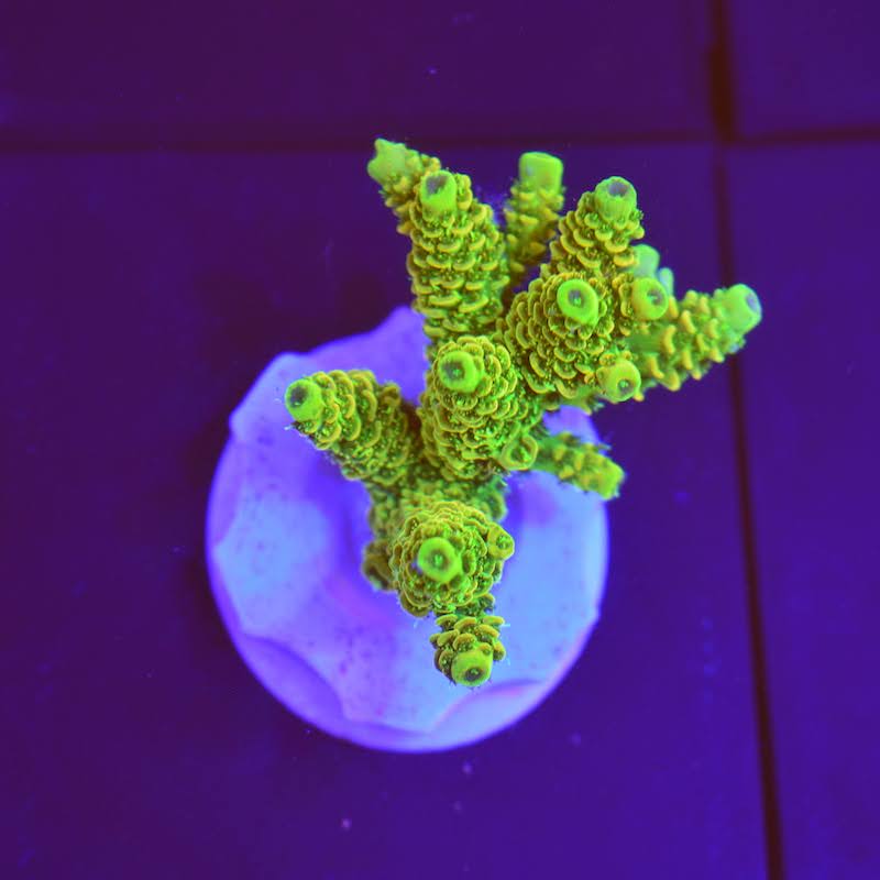 Acropora Prostata, b