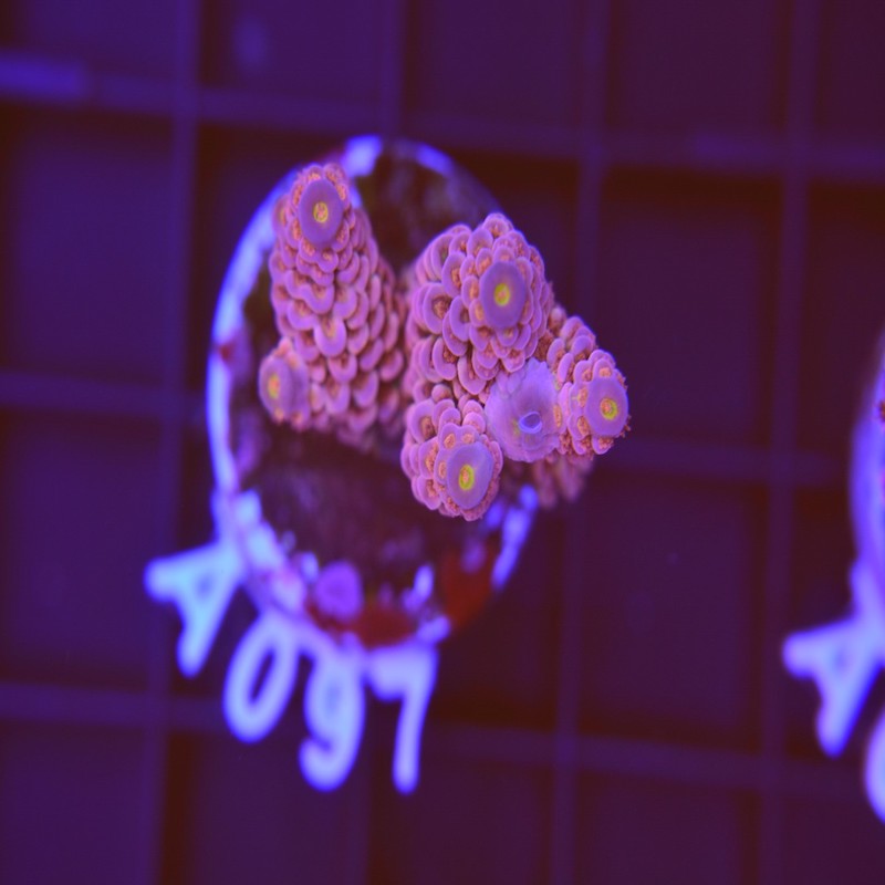 Acropora tenuis discoball, a