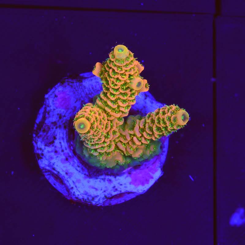 Acropora millepora solar flare, b