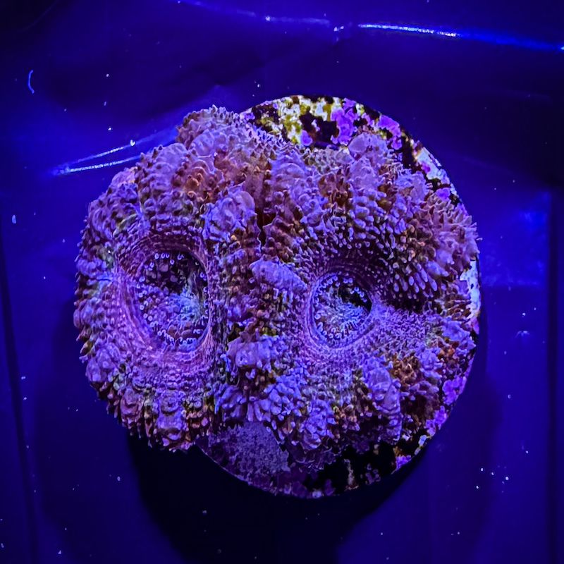 Acanthastrea lordhowensis, Rainbow, pink purple