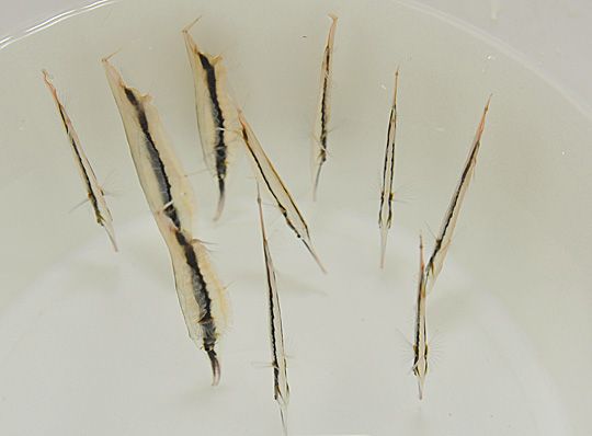 Aeoliscus strigatus "Striped Shrimpfish"