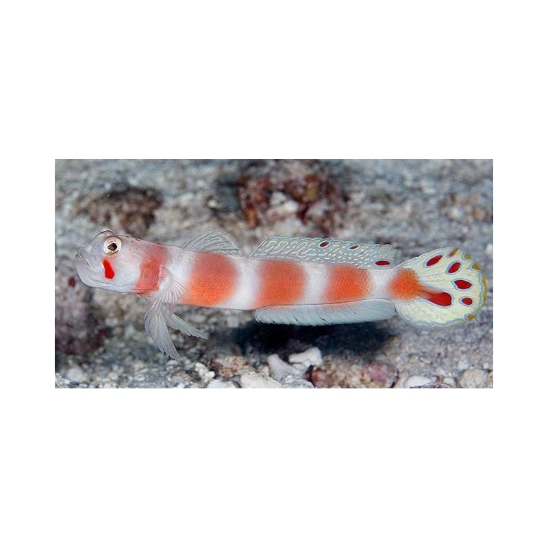 Amblyeleotris yanoi "Flagtail Shrimp Goby"