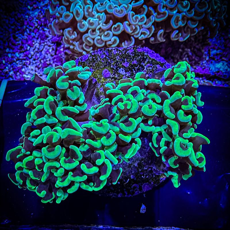 Euphyllia Ancora/ Wall hammer, Neon Green, Large