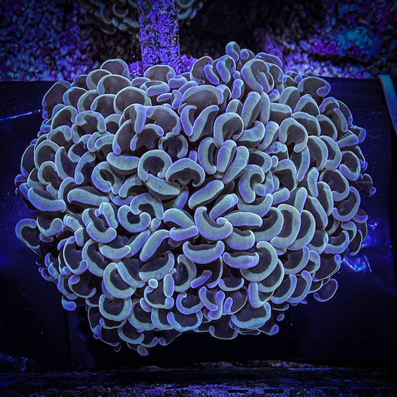 Euphyllia Ancora/ Wall hammer Gold, Large