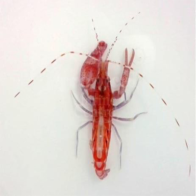 Alpheus armatus "Carribean Scarlet Pistol Shrimp"