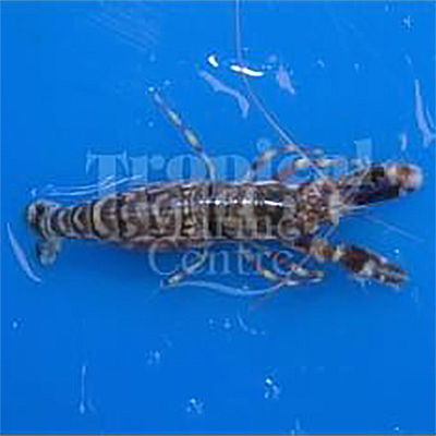 Alpheus bellulus "Tiger Shrimp"