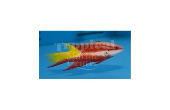 Bodianus pulchellus "Cuban Hogfish"