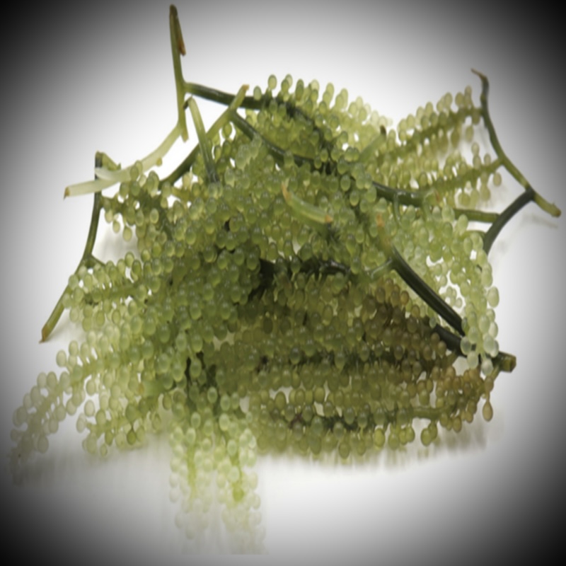 caulerpa lentillifera, green grape algae