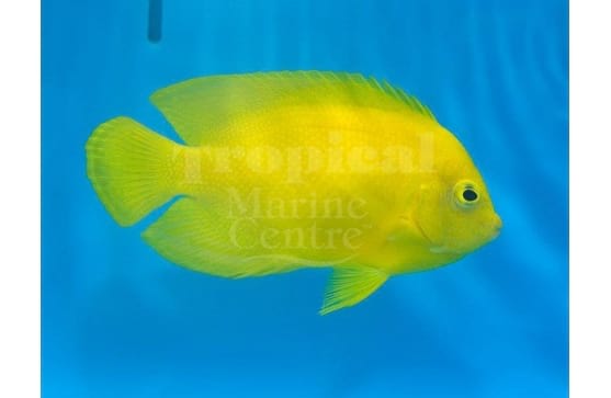 Centropyge heraldi "Yellow Angelfish"