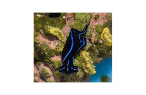 Chelidonura varians "Blue Velvet Nudibranch" äter plattmaskar