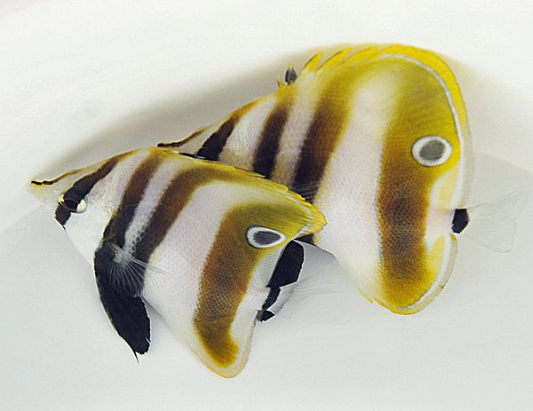 Coradion altivelis "Hi Fin Butterfly"