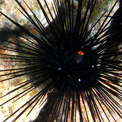 Diadema setosum "Long Spine Urchin"