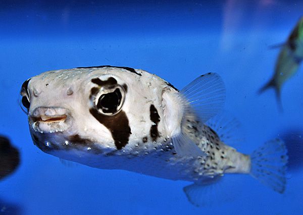 Diodon liturosus "Black-blotched Porcupinefish"