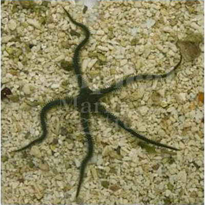 Ophiarachna incrassata "Green Brittle Starfish"