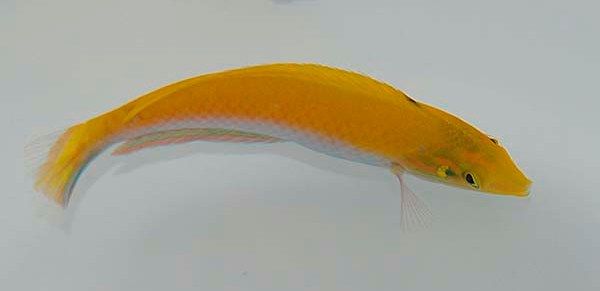 Halichoeres leucoxanthus "Silver Belly Wrasse"