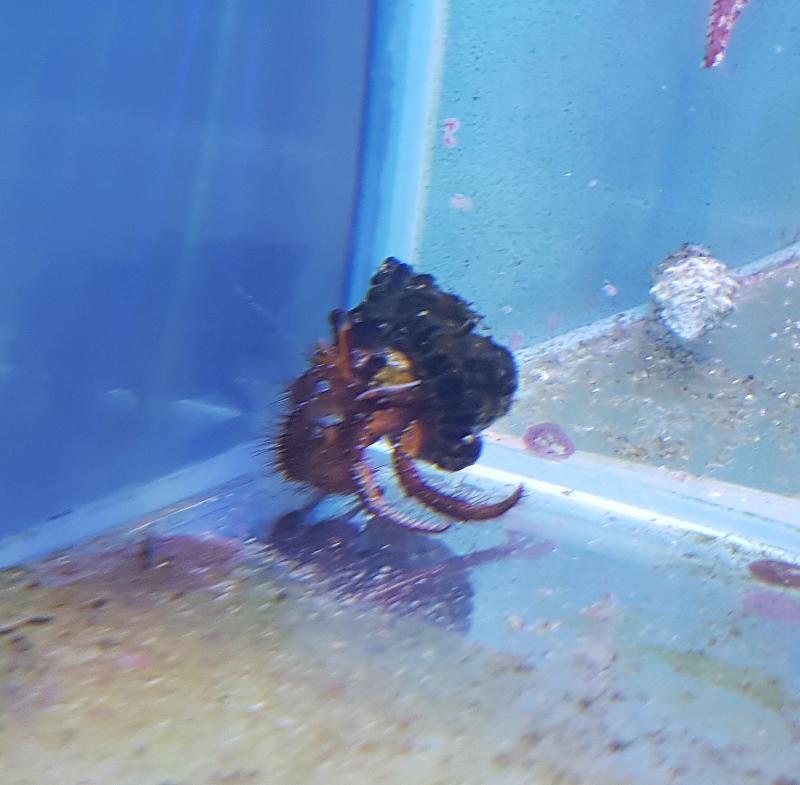 Dardanus megistos "Red Hairy Hermit Crab"