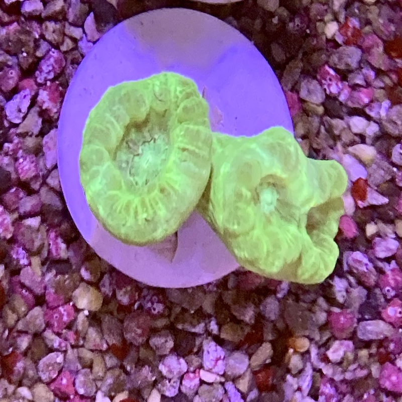 Caulastrea sp neon